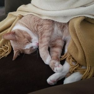 Don't Sleep through the Deals!